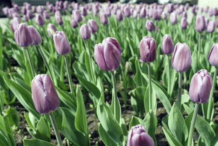 Violet tulips n the lawn. May sundayの写真素材