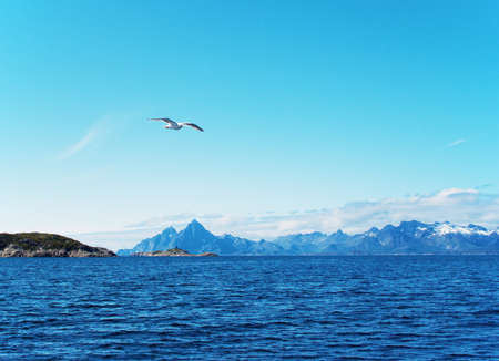 Seagull over Norwegian sea. Summer, sundayの写真素材
