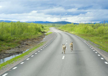 Deer running on the way of Laplandの写真素材