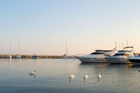 Swans and yachts in a silent bayの写真素材
