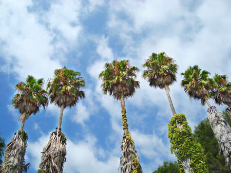 Palm trees against the blue cloudy sky  の写真素材