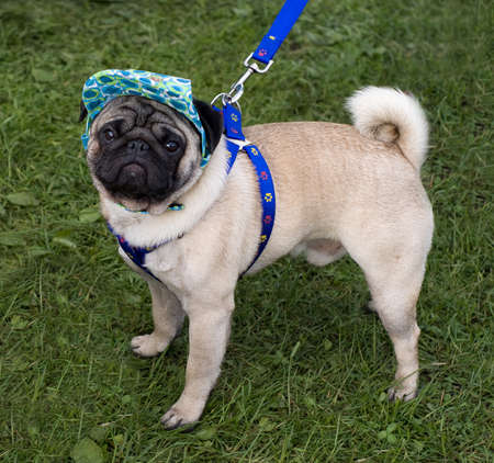Pug with a cap and blue collarの写真素材