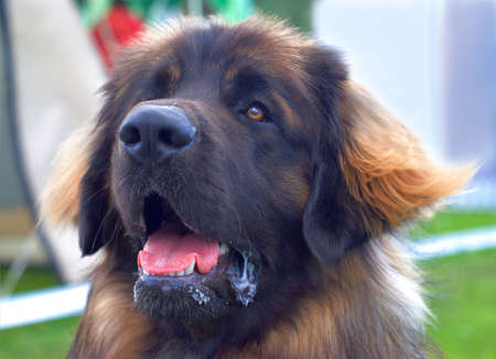 Shaggy dogの写真素材