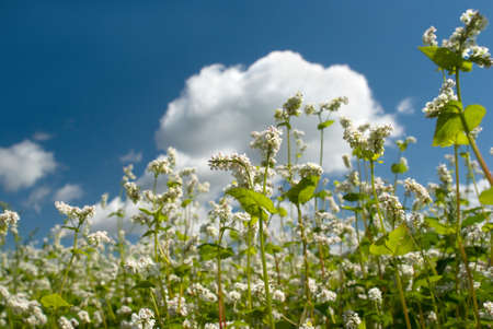 White flowers on a background of blue skyの写真素材