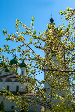 Cherry tree  blossoms against a white church