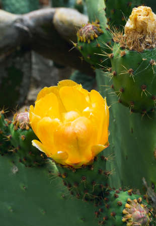 Close up of cactus flowerの写真素材