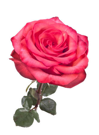 Isolated beautiful red rouse on the white backgroundの写真素材