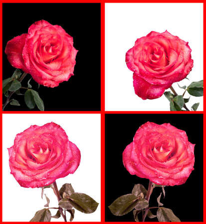 Collage of photos of red rose on a white and black backgroundの写真素材