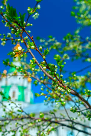 Branch of the apple tree blossoms against white church in summer sunny dayの写真素材