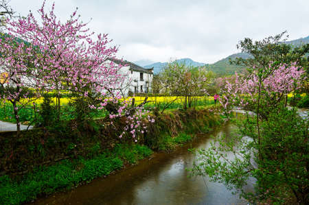 Wuyuan County Rape flower scenery.のeditorial素材