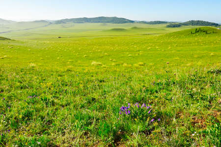 Summer prairie scenery.の写真素材