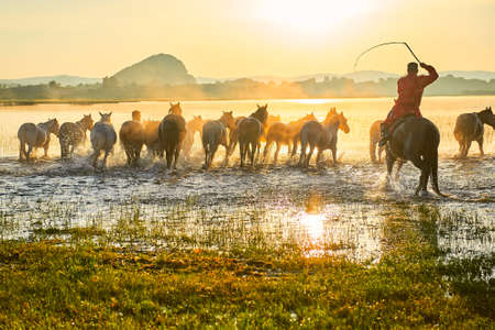 The horses on the prairie.の写真素材