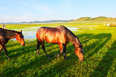The horses on the prairie.の写真素材