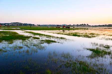 The horses on the prairie.の写真素材
