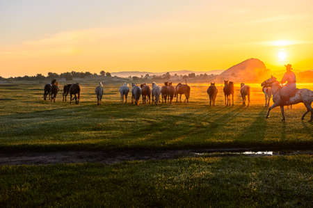 The horses on the prairie.の写真素材