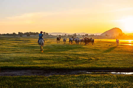 The horses on the prairie.