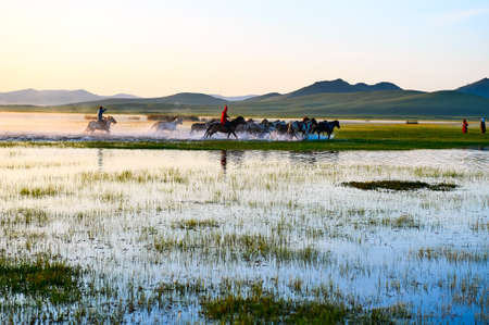 The horses on the prairie.の写真素材
