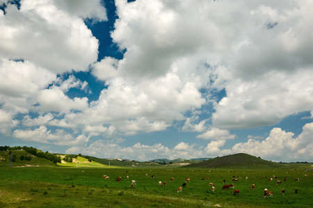 The cattle and flock of sheep on the grassland.の写真素材