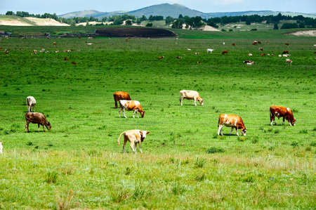 The cattle and flock of sheep on the grassland.の写真素材