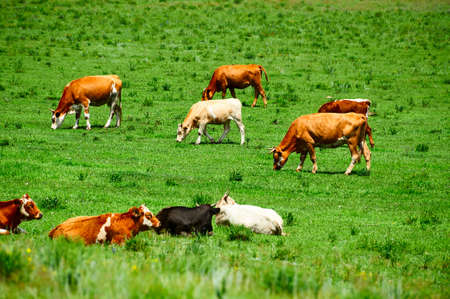 The cattle and flock of sheep on the grassland.の写真素材