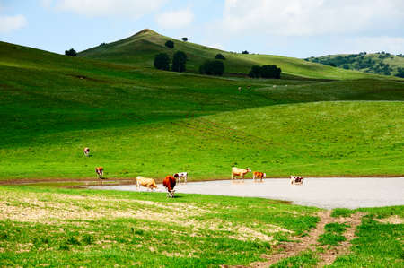 The cattle and flock of sheep on the grassland.の写真素材