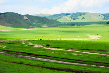 The cattle and flock of sheep on the grassland.の写真素材