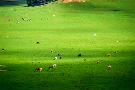 The cattle and flock of sheep on the grassland.の写真素材