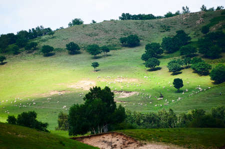 The cattle and flock of sheep on the grassland.の写真素材