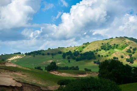 The cattle and flock of sheep on the grassland.の写真素材