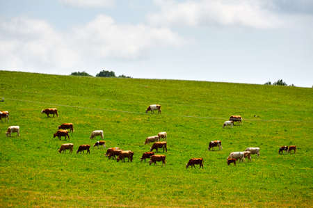 The cattle and flock of sheep on the grassland.の写真素材