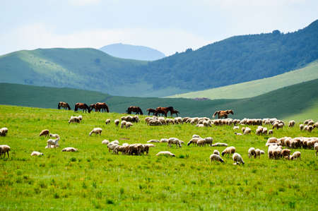 The cattle and flock of sheep on the grassland.の写真素材