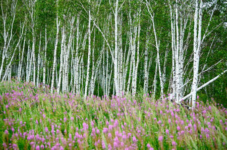 The forest on the grasslandの写真素材