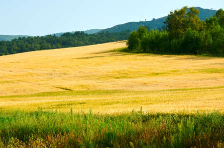 The cornfield landscape