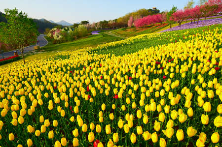 The tulip flower fields scenicの写真素材