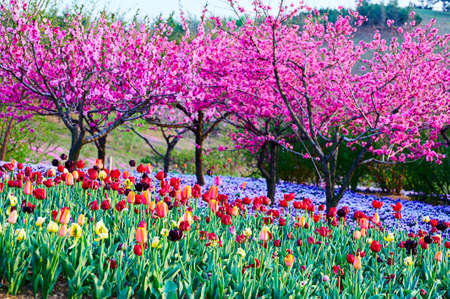 The tulip flower fields scenicの写真素材