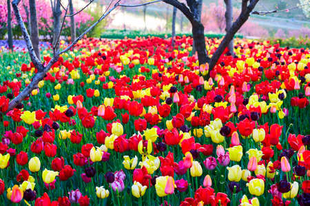 The tulip flower fields scenicの写真素材