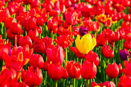 The tulip flower fields scenicの写真素材