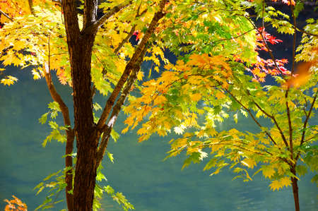 The autumn leaves by pond side