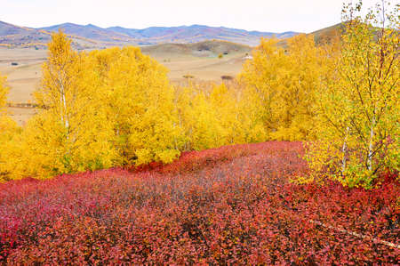 Nature landscape view of the golden autumn scenic of a grassland
