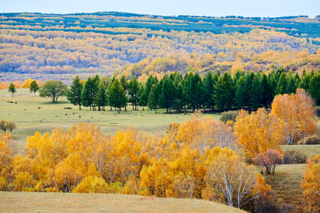 The golden color white birch scenicの写真素材