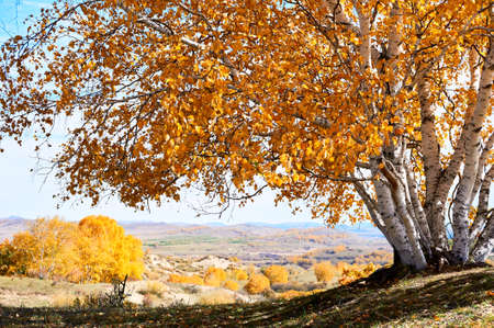 The golden color white birch scenicの写真素材