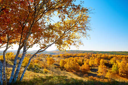 The golden color white birch scenic
