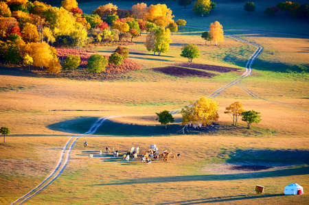 Grazing on the autumn grassland.の写真素材