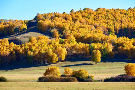 The autumn grassland scenic