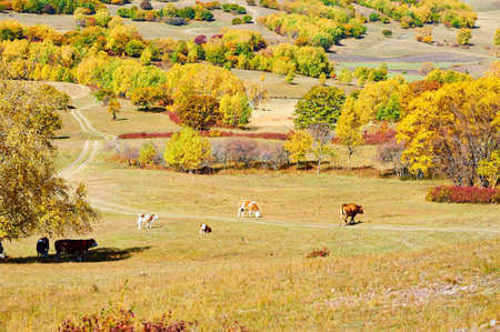 The cattles on the autumn meadows.の写真素材