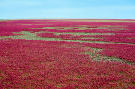 The Panjin city red beach landscape.