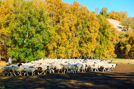 The flock of sheep on the hillside.のeditorial素材