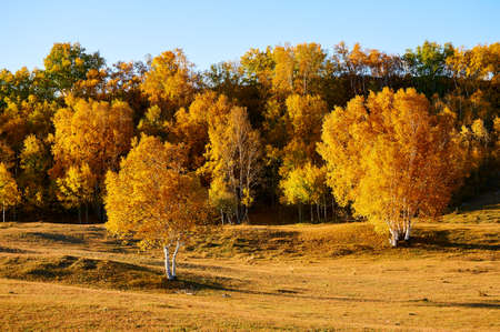 The autumn landscape.