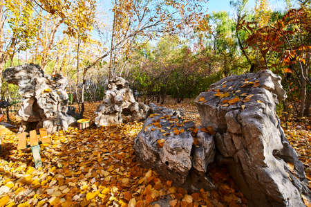The rock and fallen leaves in the park.の写真素材