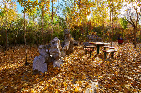 The table and bench on the flallen leaves.の写真素材